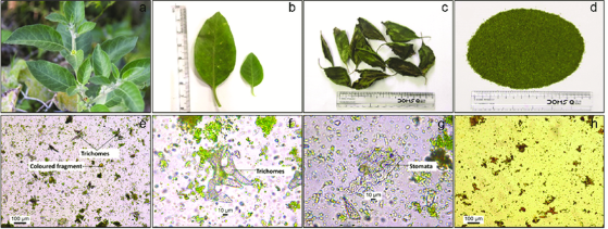 Pharmacognostic and Phytochemical Investigations of Medicinal Plants: A Systematic Review - Issue cover