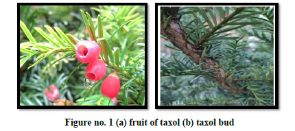 Taxol: A Chemotherapy Medication - Issue cover