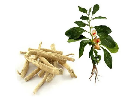 Isolation and Characterization of Antioxidant Compounds from Withania somnifera - Issue cover