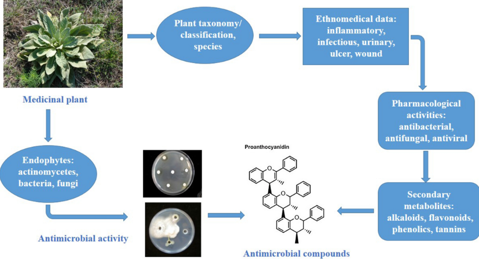 Antimicrobial Activity of Selected Medicinal Plant Extracts - Issue cover
