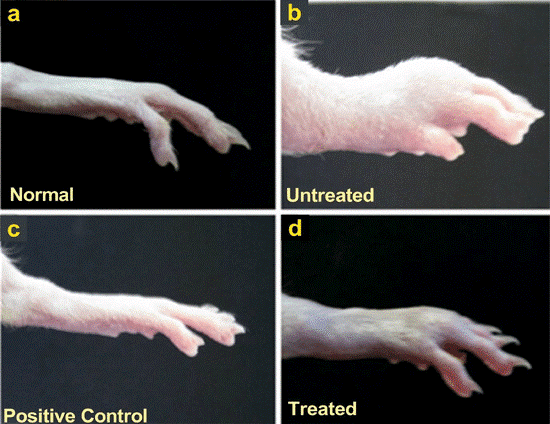 Evaluation of Anti-Inflammatory Activity of Plant-Based Compounds - Issue cover