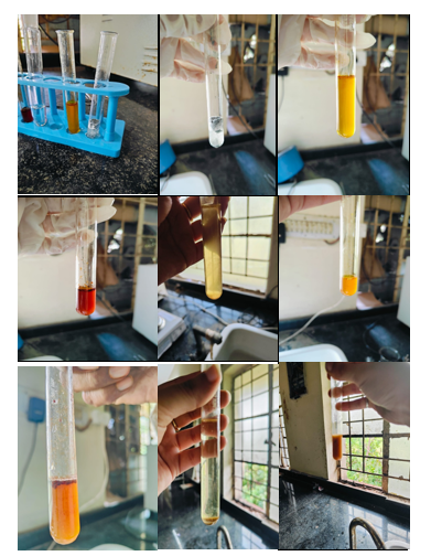 Anti-Hyperlipidemic Activity of Capsicum chinense Jacq. Fruit Extract in High Fat Diet-Induced Hyperlipidemic Rats - Issue cover